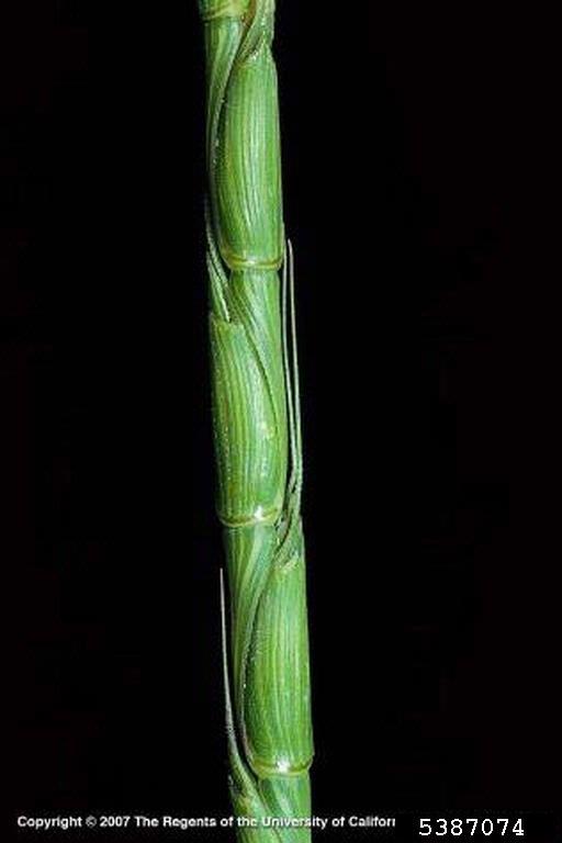 Close-up of stalk with joints marked by lines at regular intervals