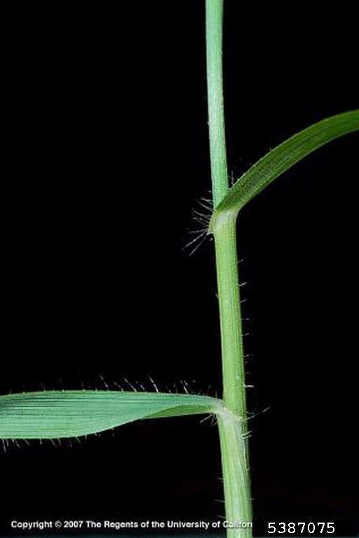 Close-up of stalk with leaves