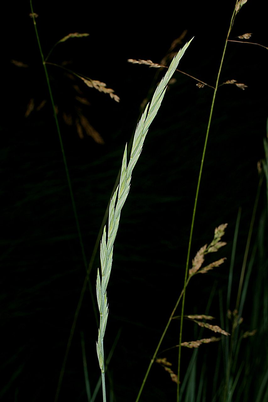 Inflorescence