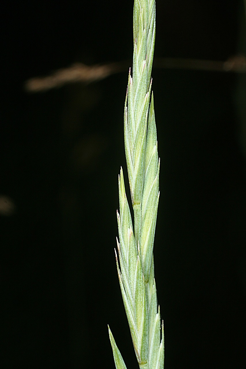 Close-up of inflorescence