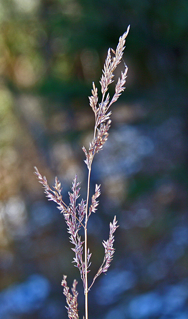 A panicle with open formation