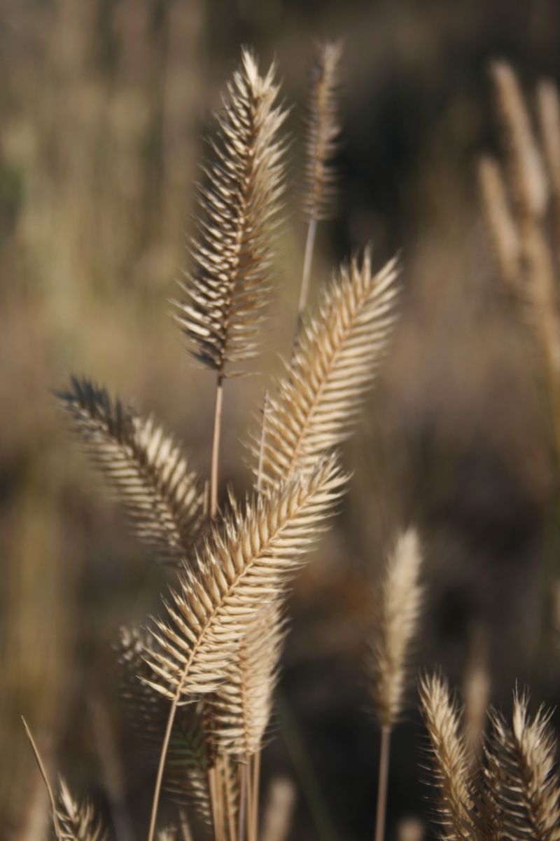 Dry seedheads with distinctive dense brushy appearance
