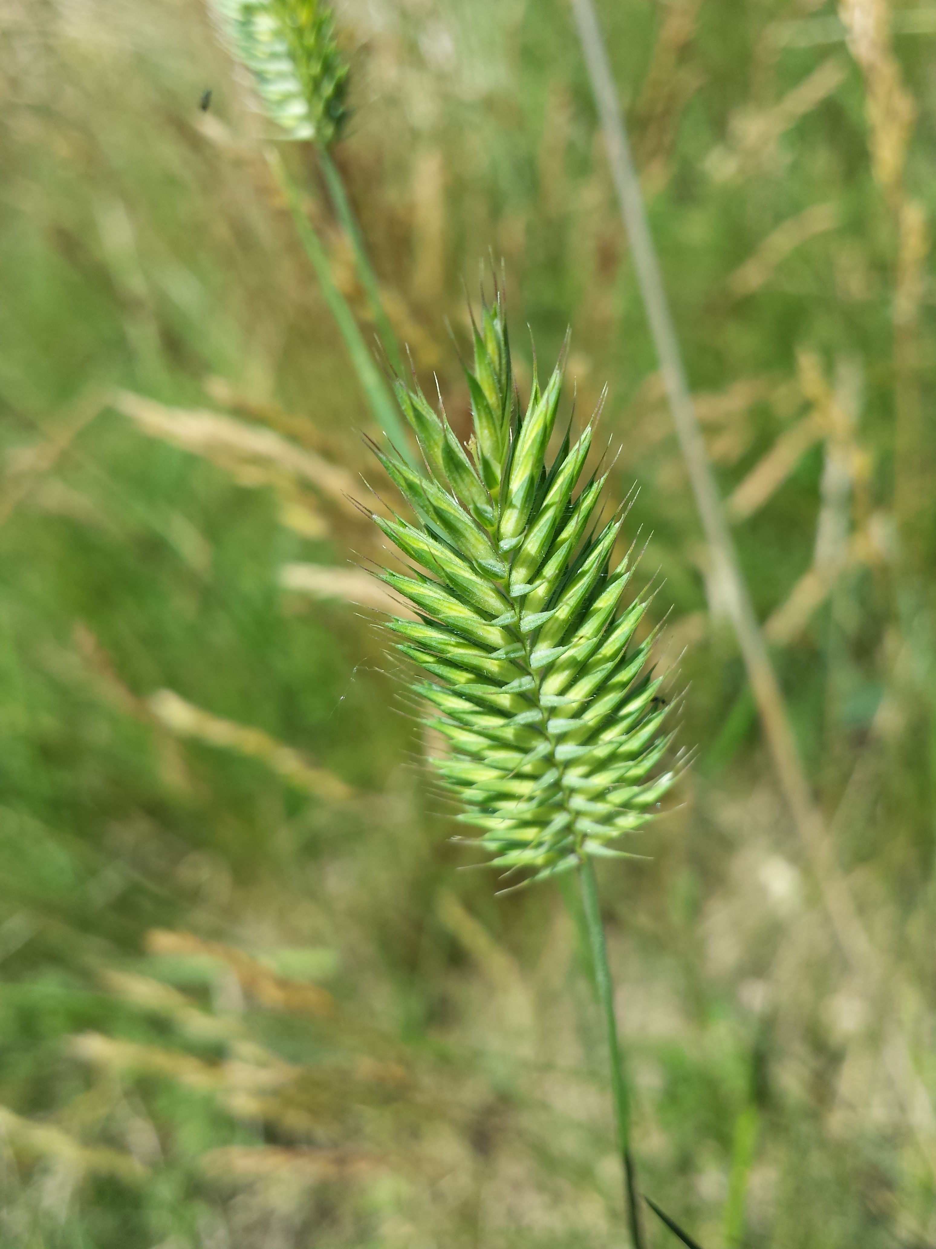 Seedhead with its distinctive, dense seed arrangement