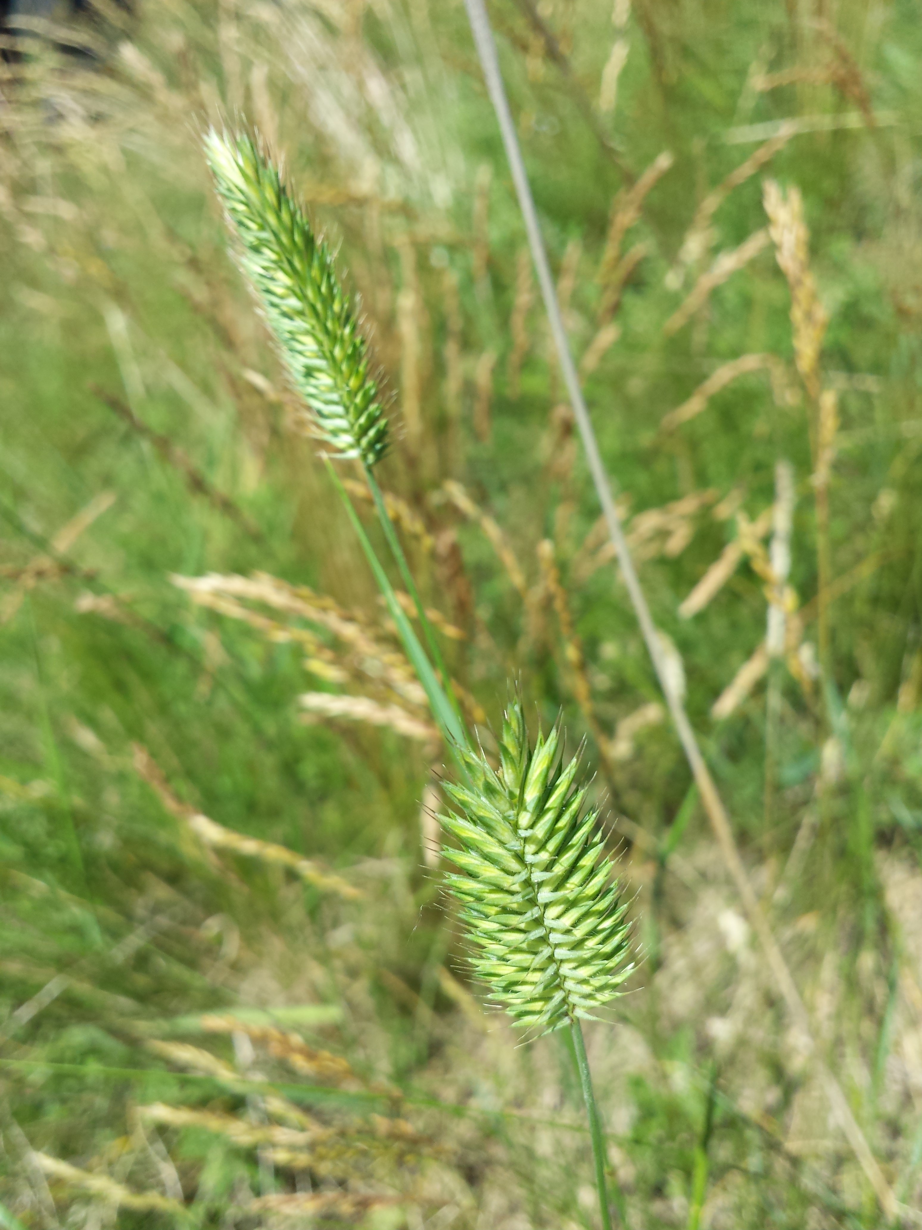 Seedheads with their distinctive, dense seed arrangement