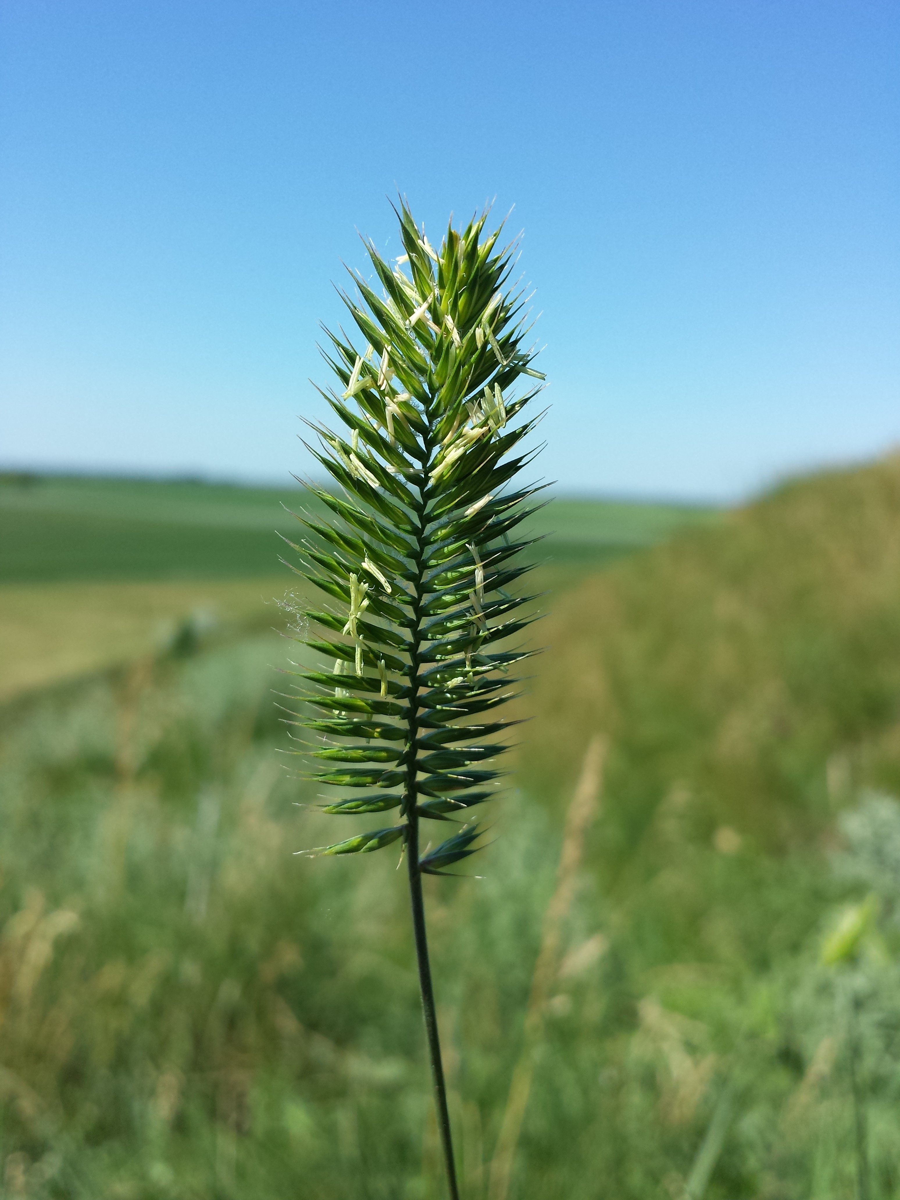 Close-up of inflorescence in flower