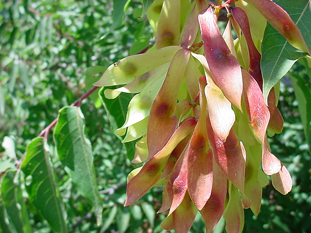 Red and green samara with seeds visible inside them.