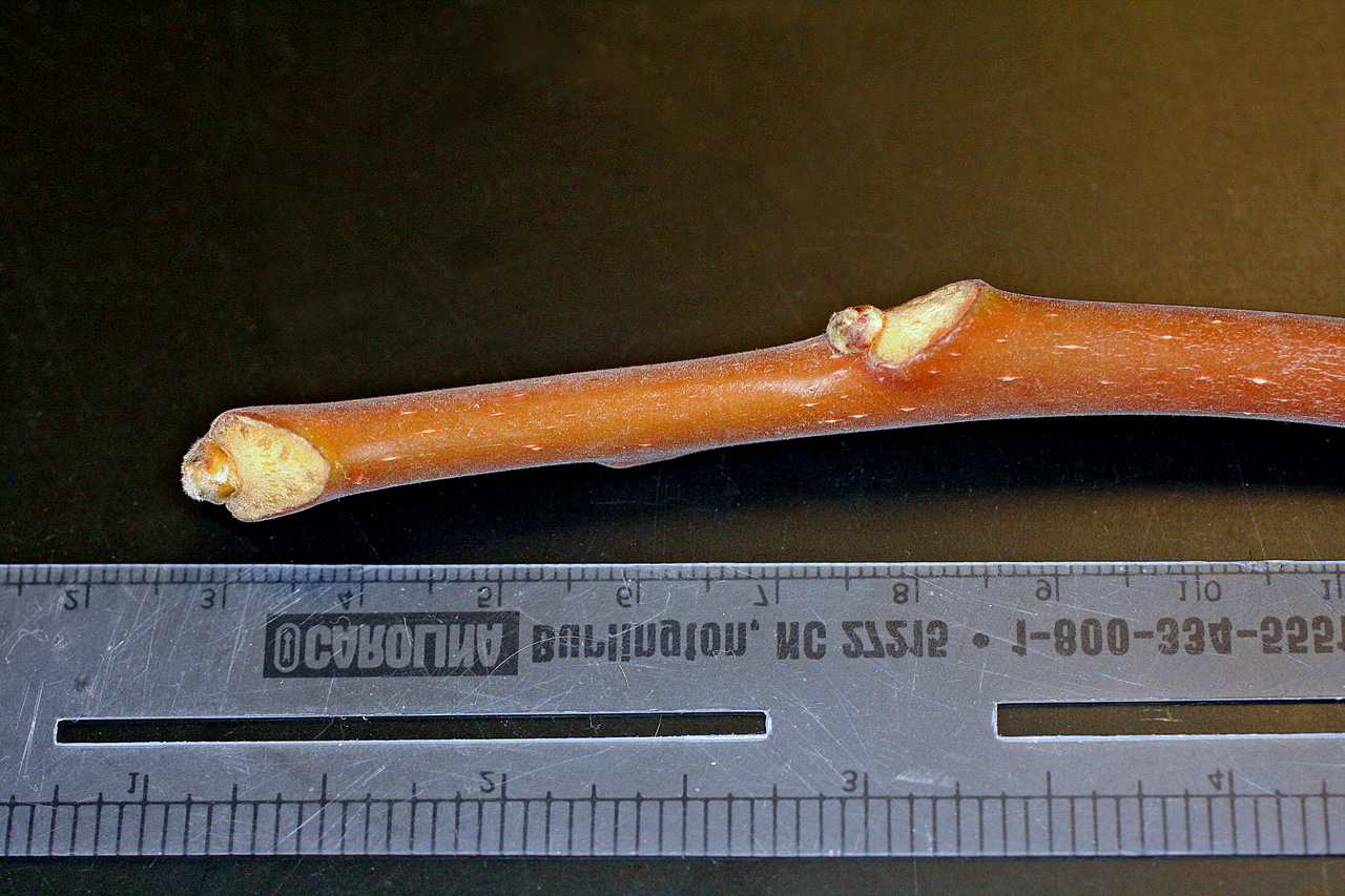 Thick twig next to a ruler for scale. Twig is reddish brown, marked by tiny lenticels. It is slightly fuzzy.