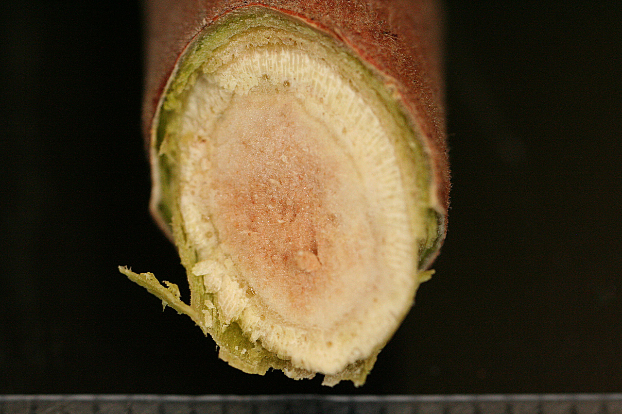Cross-section of twig showing thin outer bark and light brown pith