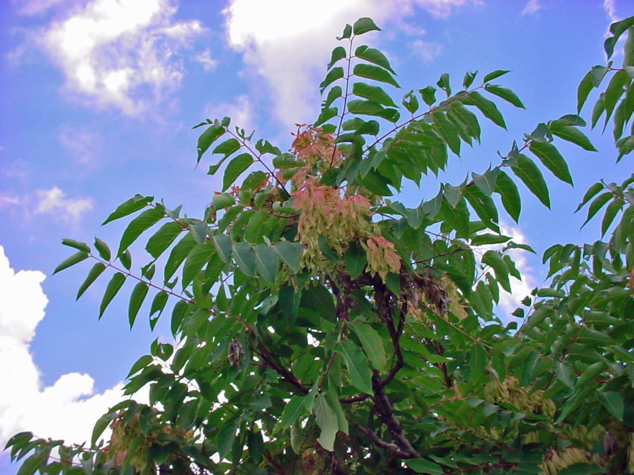 Luxuriant foliage of pinnately compound leaves