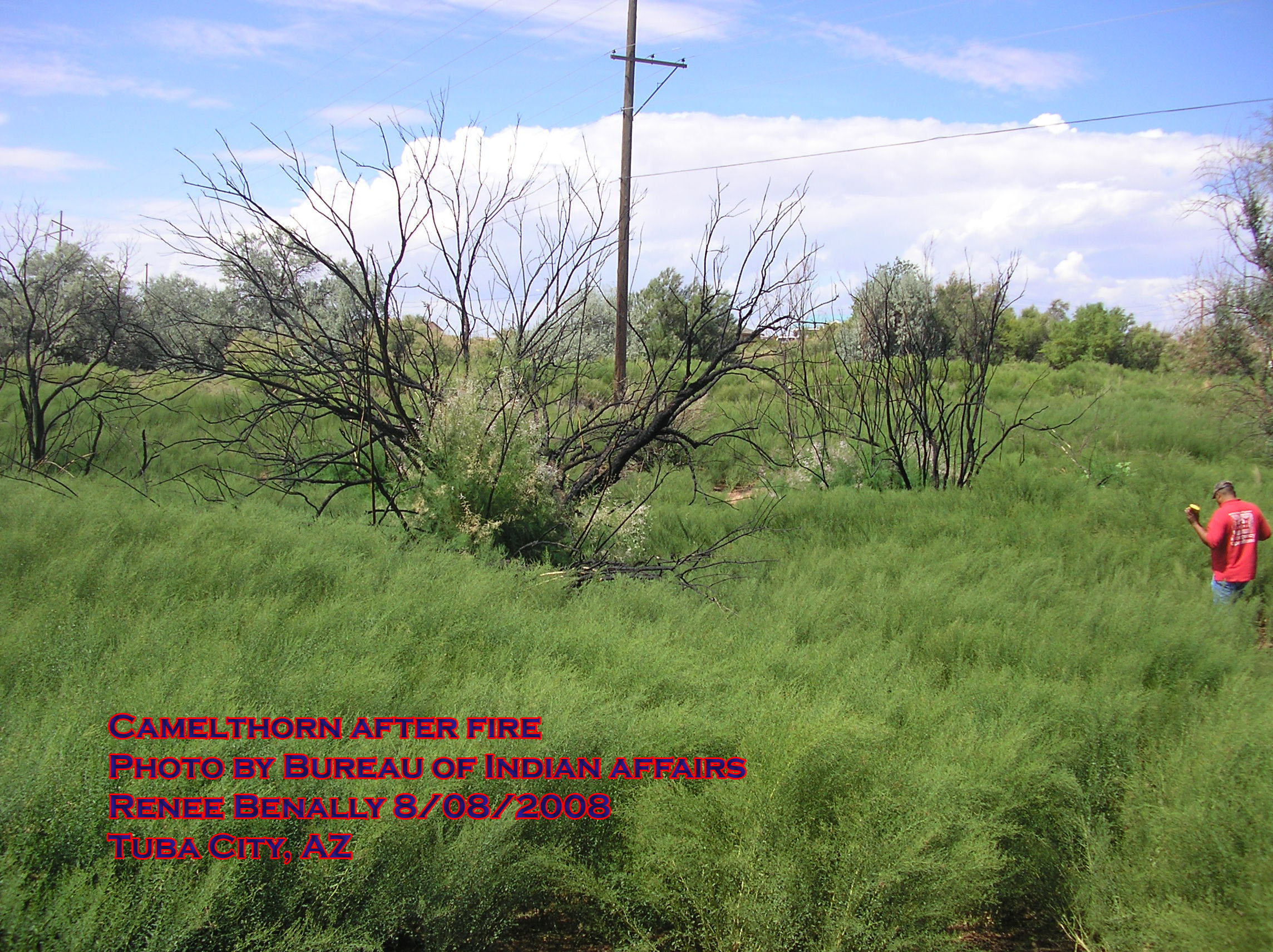 Camelthorn branches after fire (without leaves)