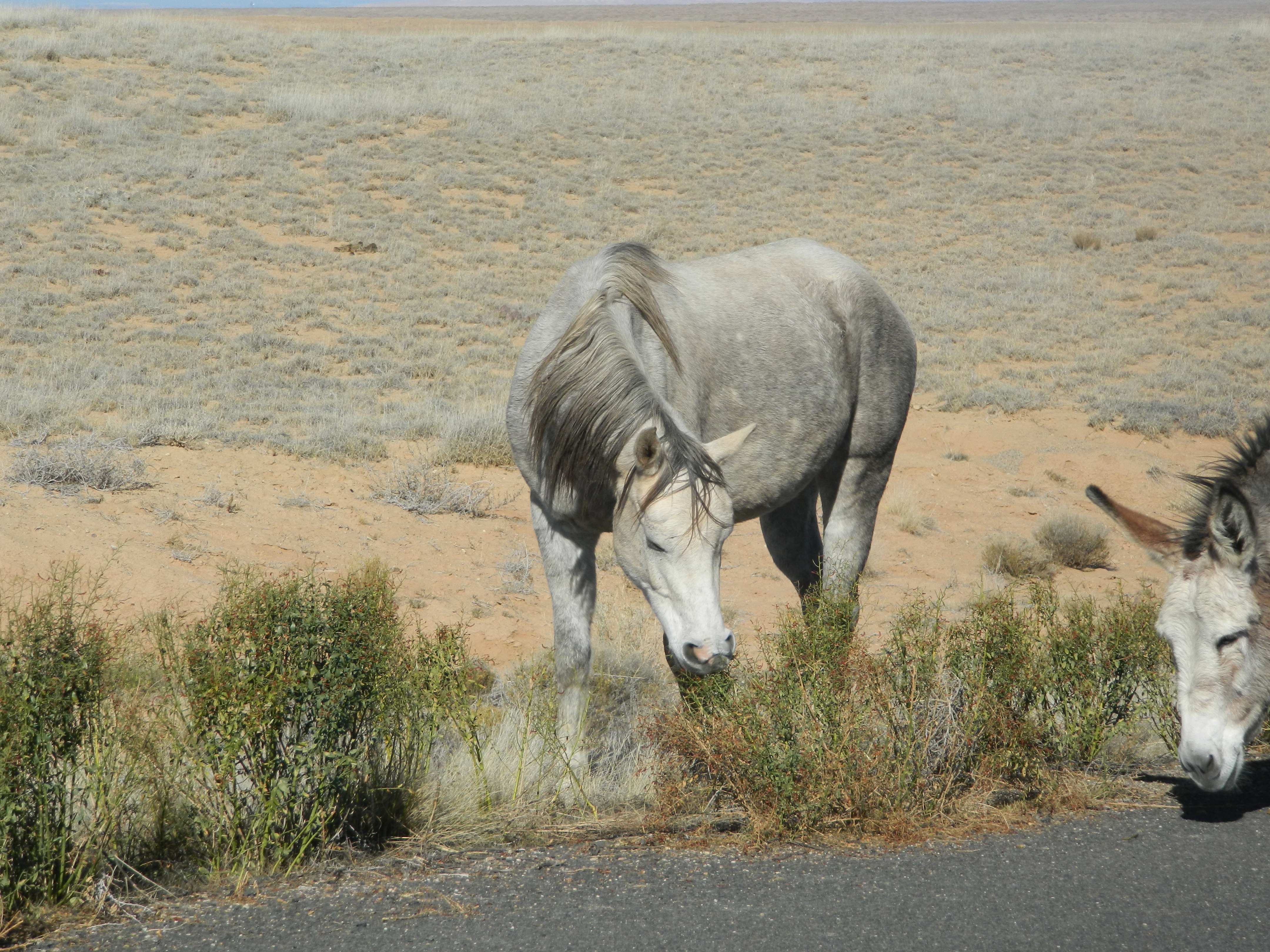 Horse grazing on camelthorn at a roadside