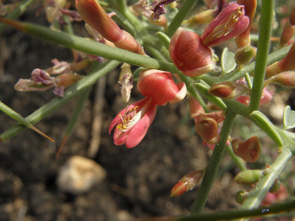 Reddish-pink flowers, twigs, and spines of camelthorn