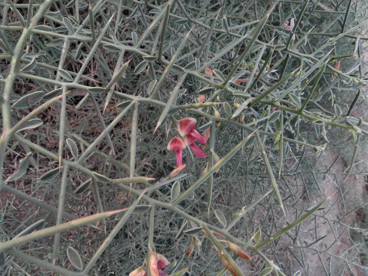 Reddish-pink flowers, twigs, and spines of camelthorn