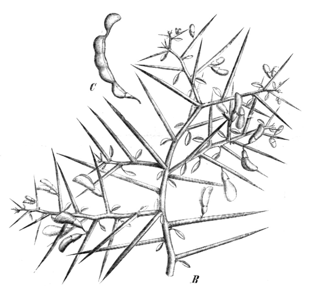 Camelthorn reproduces by seed and rhizome