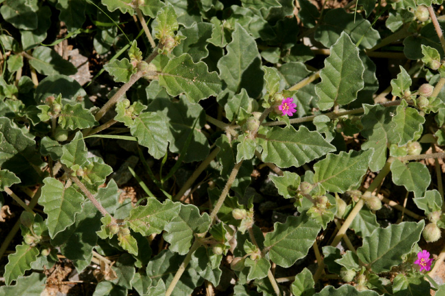 Allionia incarnata var. incarnata's bright pink blossoms and distinctive foliage with wavy leaf margins.