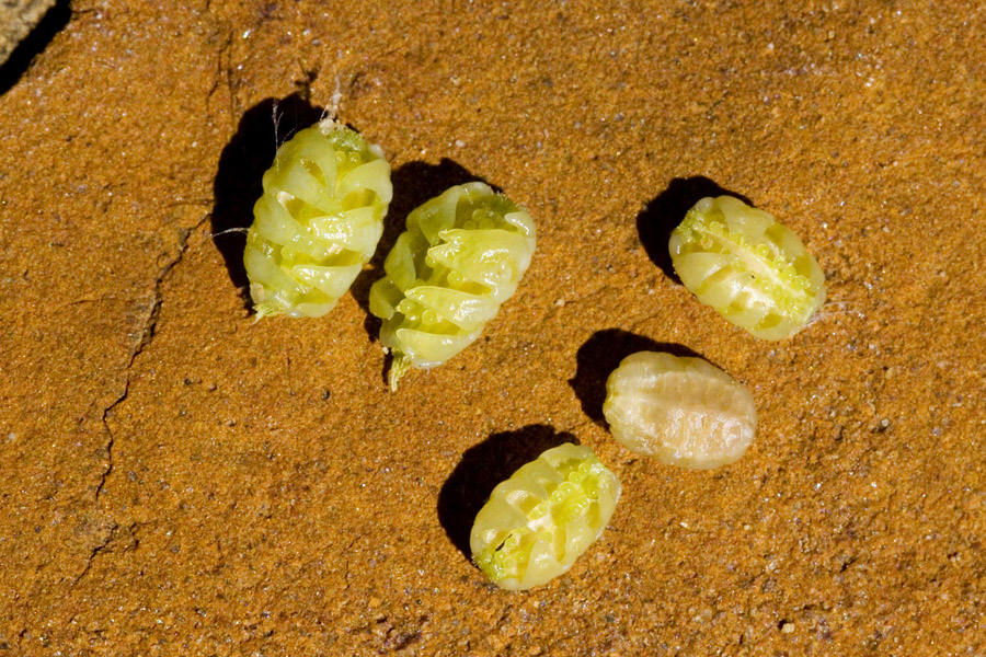 Small, yellow, immature fruits of Allionia incarnata var. incarnata