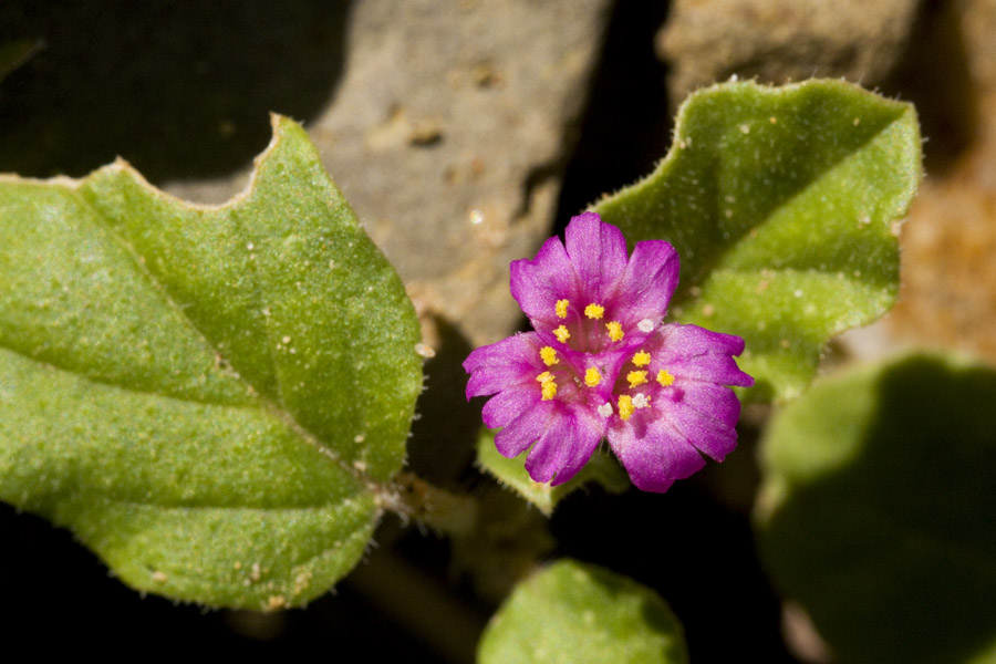 Bright pink blossom displaying distinctive structure of Allionia incarnata var. incarnata. The flower is actually three flowers that are fused together in a single structure.