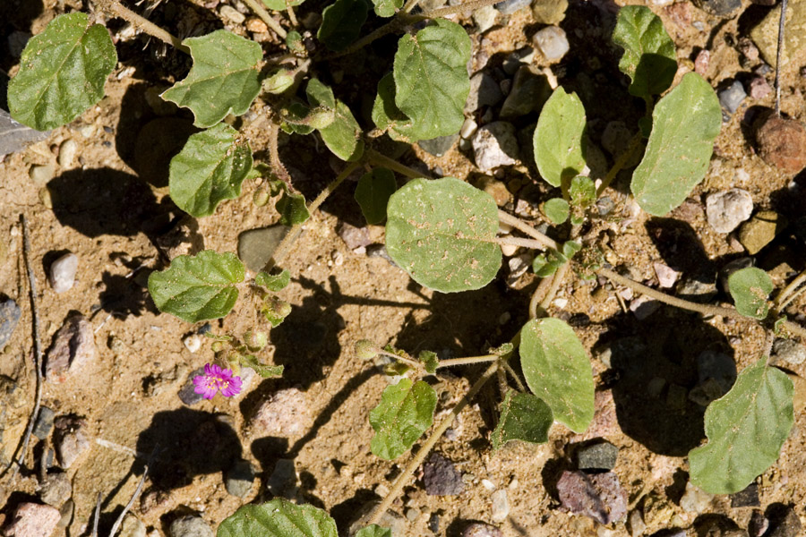 Low growth habit of Allionia incarnata var. incarnata