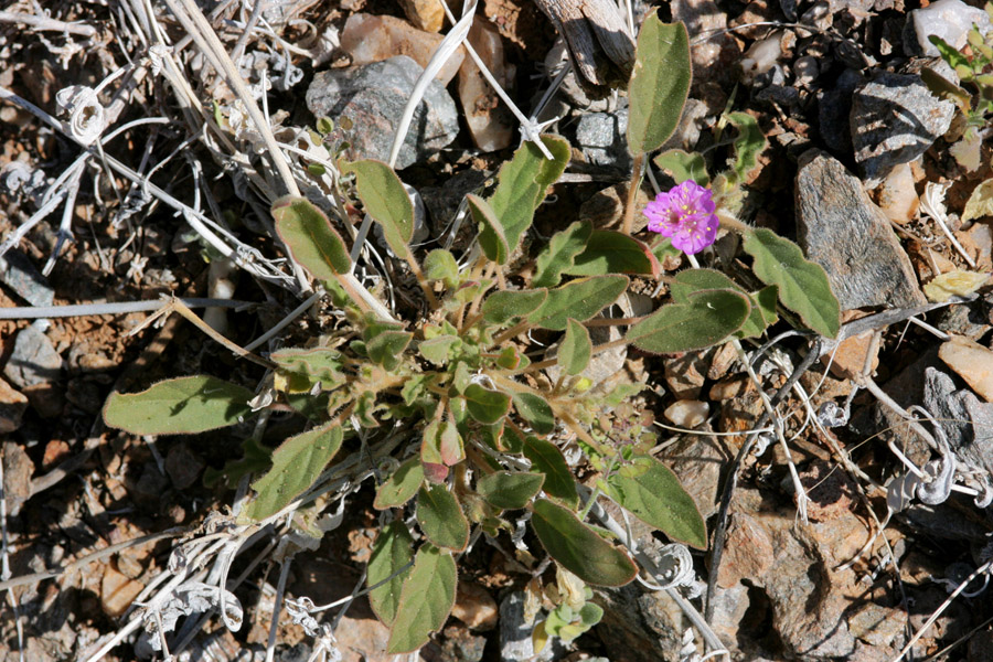 Growth habit of Allionia incarnata var. villosa