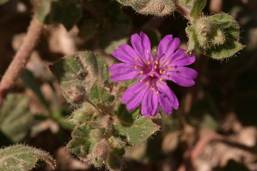 Bright pink "flower" of Allionia incarnata var. villosa. Like the other variety of this species, it has three flowers fused into a single structure that looks like one flower.