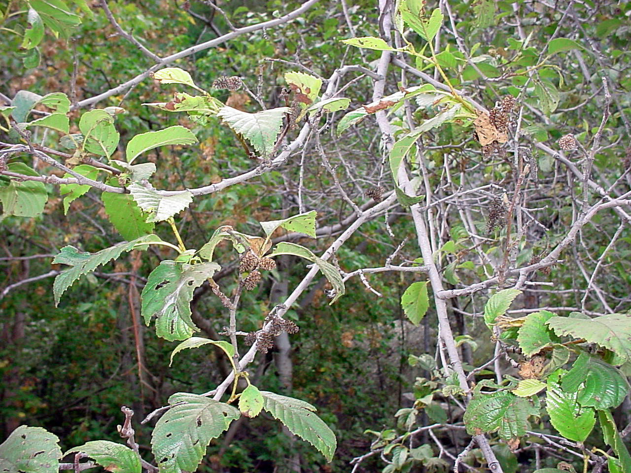 Alternate arrangement of leaves on twigs