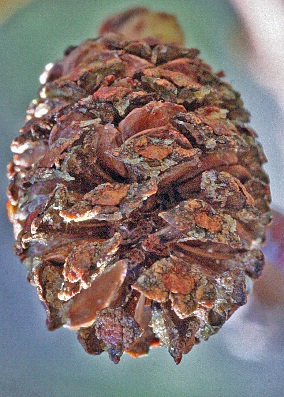 Pine-conelike appearance of female flowers