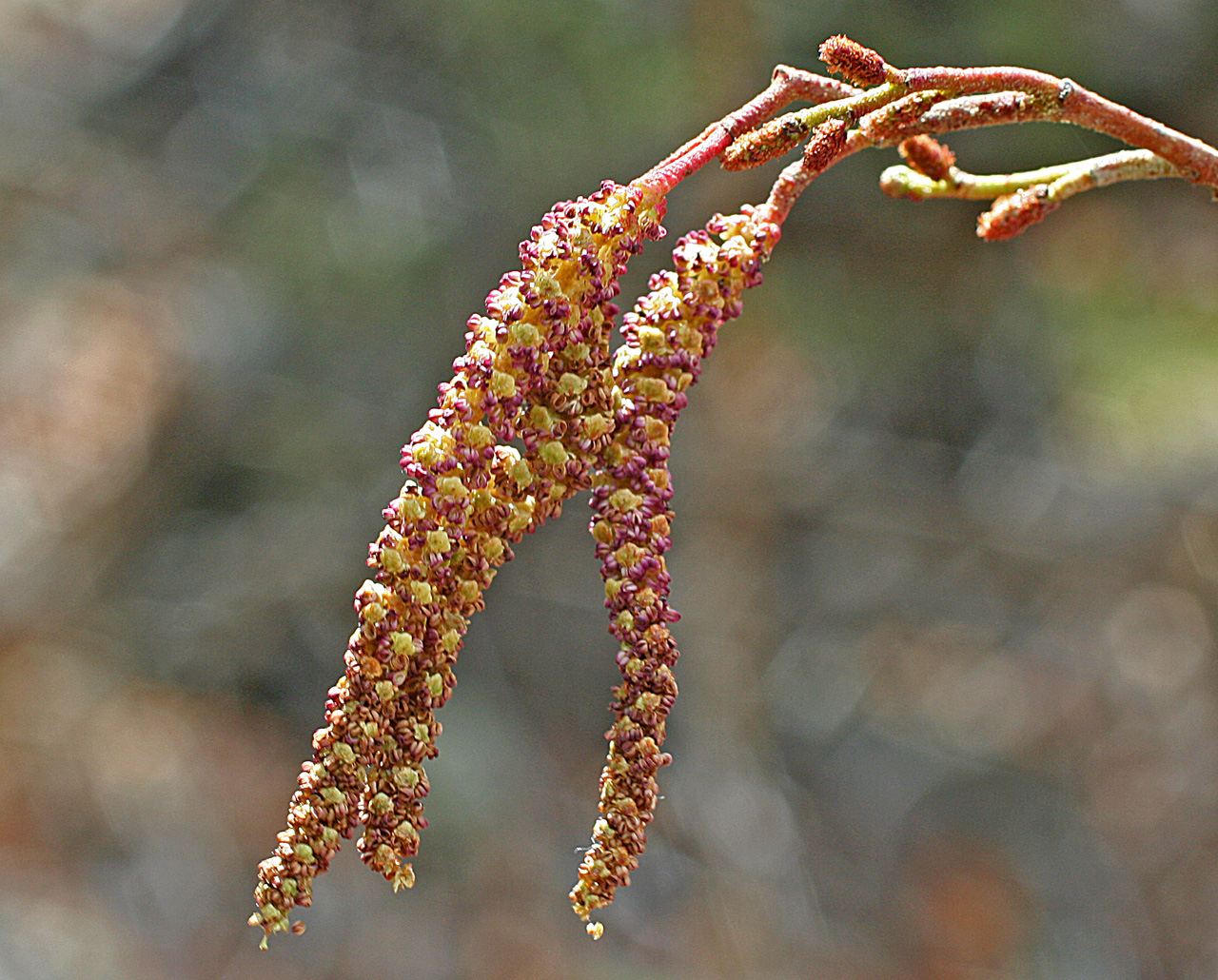 Catkins displaying reddish-green coloration