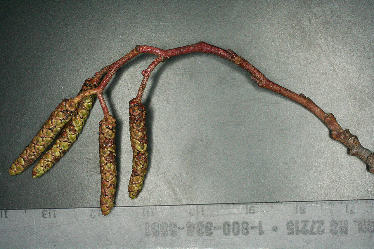 Reddish twig with four catkins