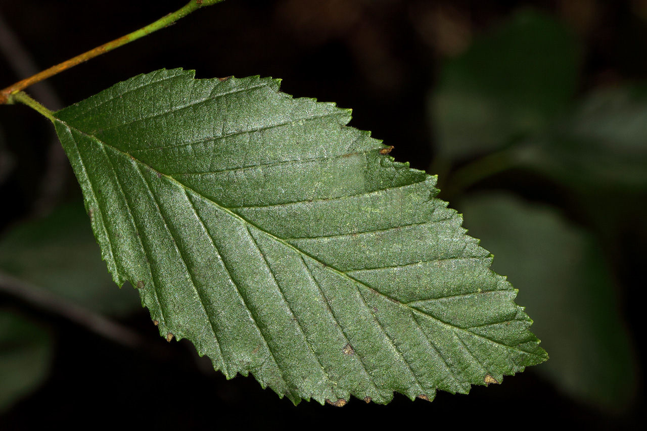 Serration on leaf margin