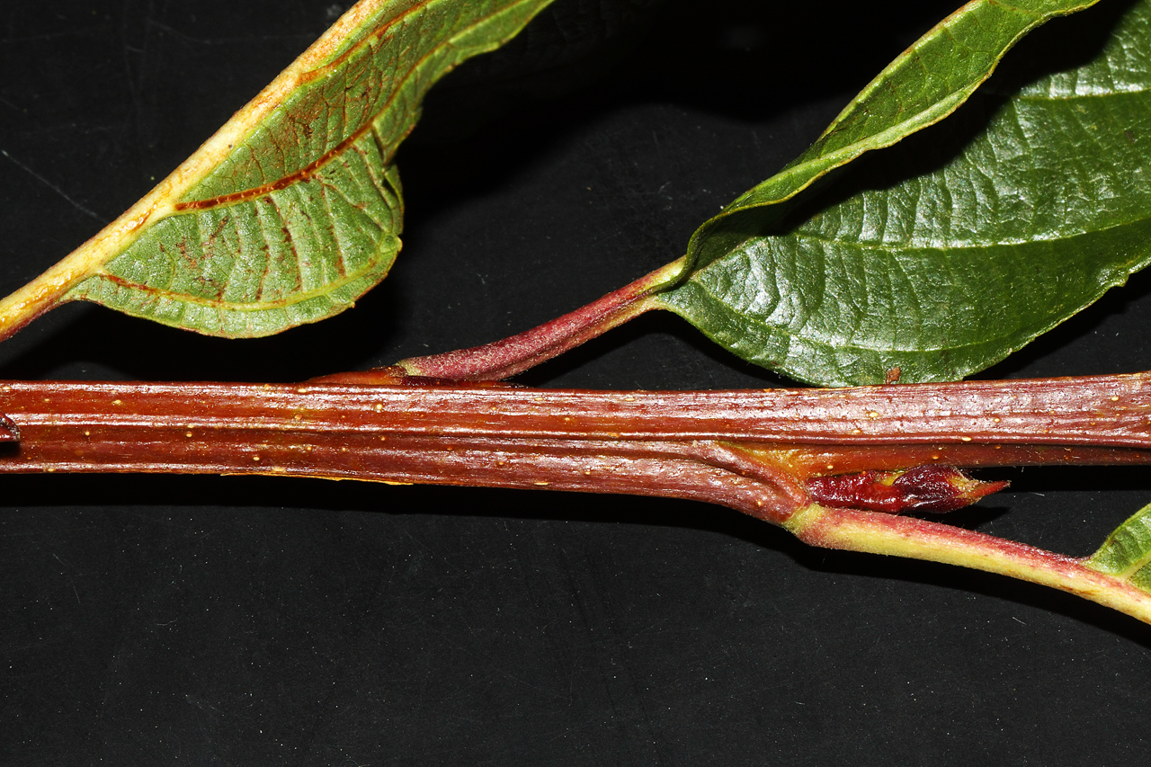 Twig showing longitudinal striation, red coloration, and alternate leaf arrangement