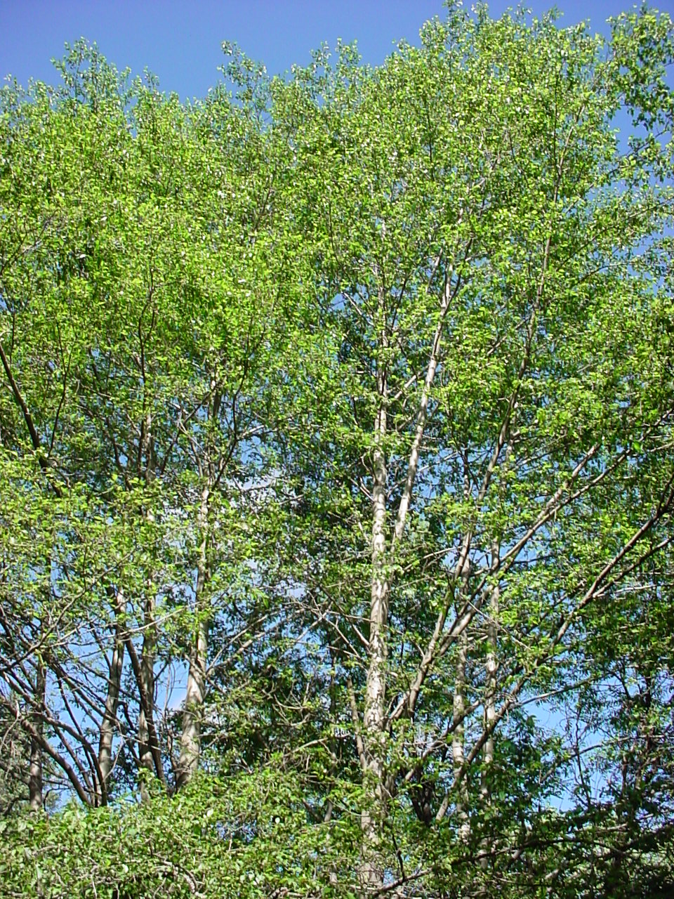Full view  of treetop showing full, leafy canopy