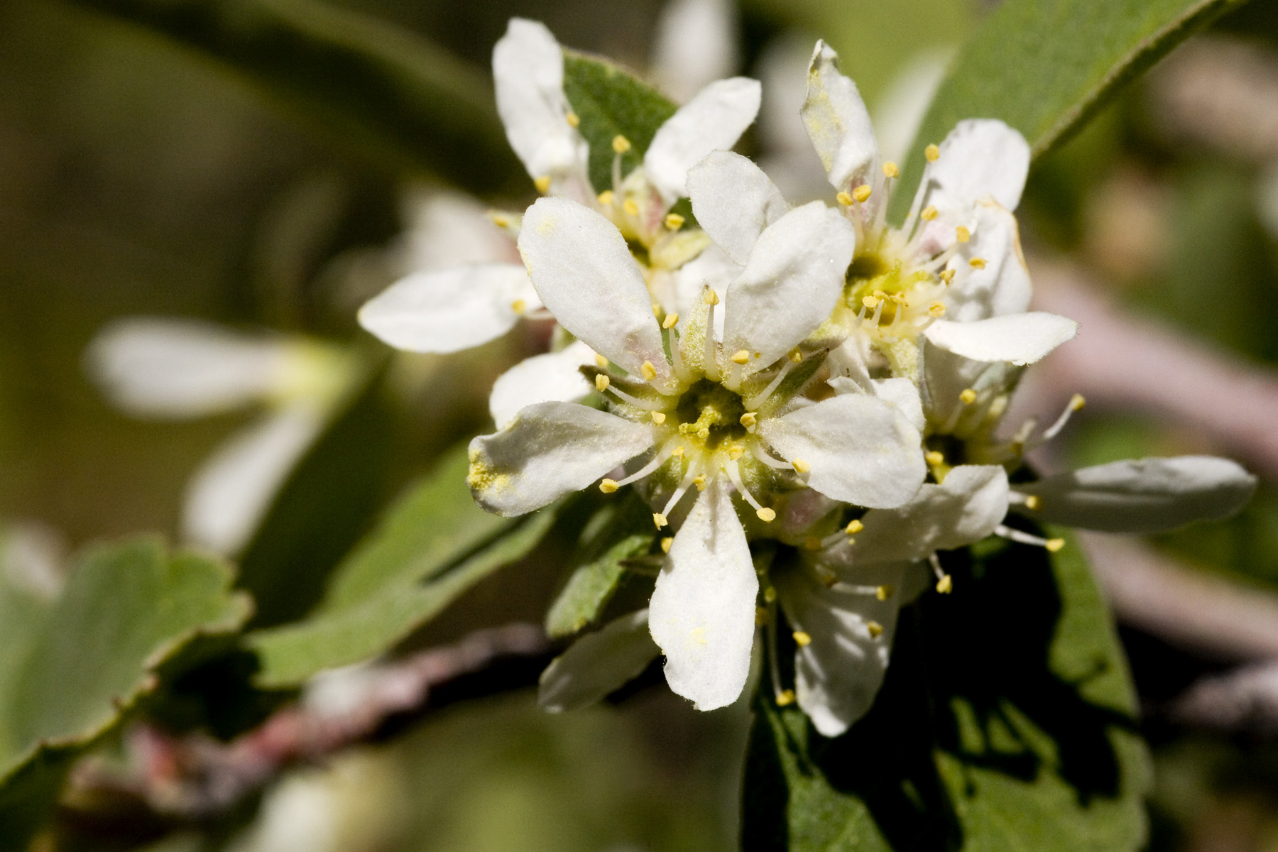 A cluster of white blossoms with light yellow coloration toward their centers