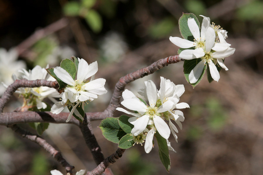 Flowers in bloom on knobbly, reddish-brown twigs with some foliage present