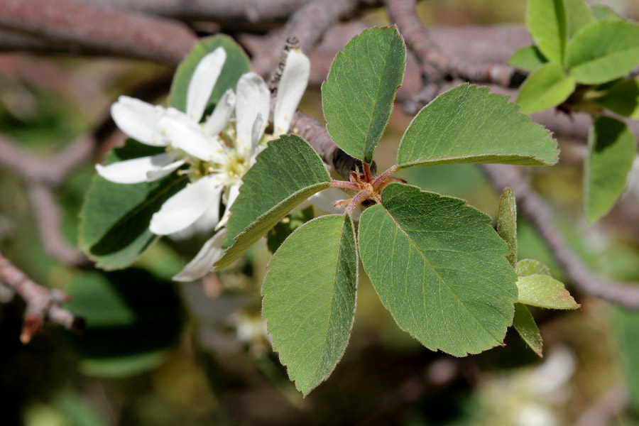 Foliage. Leaves are elliptical with slight serration on the margins. They are also almost imperceptibly hairy.