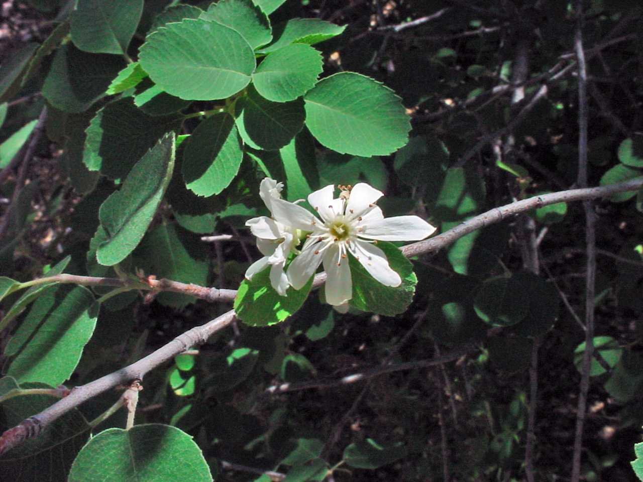 Blossoms have a spreading habit with petals generously spaced