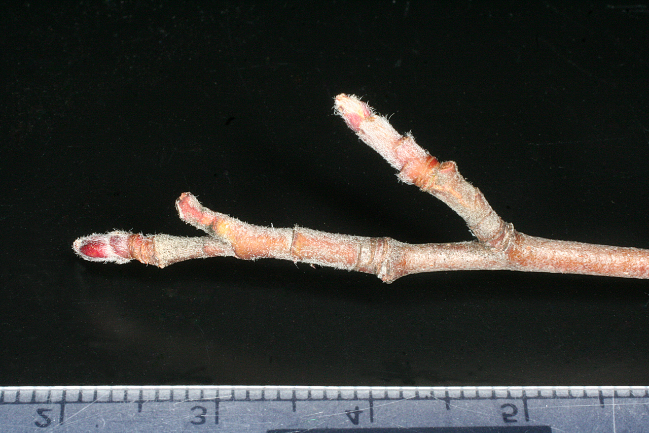 Closer view of twig, showing slight fuzziness, leaf scars, and buds