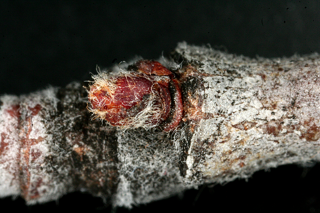 Reddish-brown lateral bud covered in fine hairs