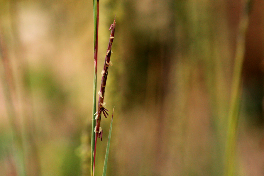 Dark red flowering spikelet growing almost parallel to the stem of the plant