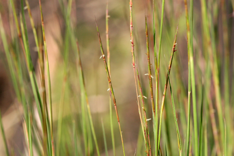 Flowers, stalks, and leaf blades