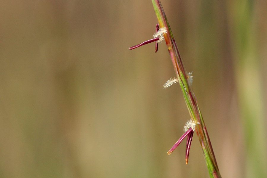 Close-up of flower, which is red, emerging from a greenish-red spikelet