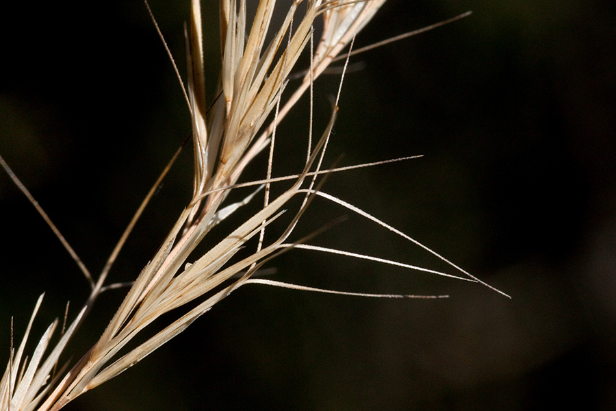 Dry seeds and awns of Aristida adscensionis
