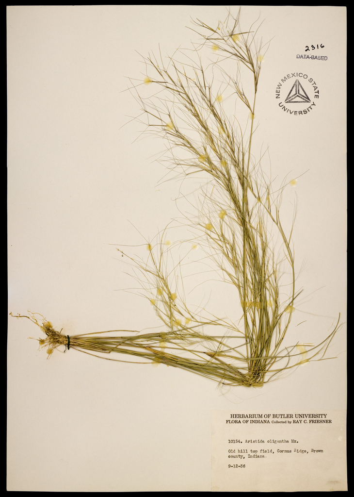 Herbarium specimen showing base, stems, leaves, and inflorescences of Aristida oligantha