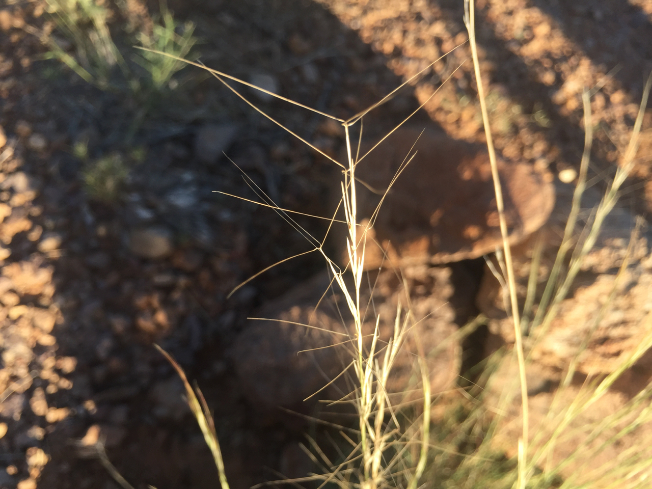 Close-up of dry yellow seed head showing sharp awns.