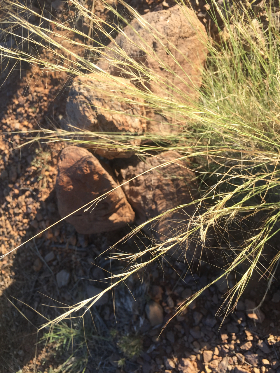 Several dry seedheads on stems showing sharp awns, with reddish rocks and gravel in the background.