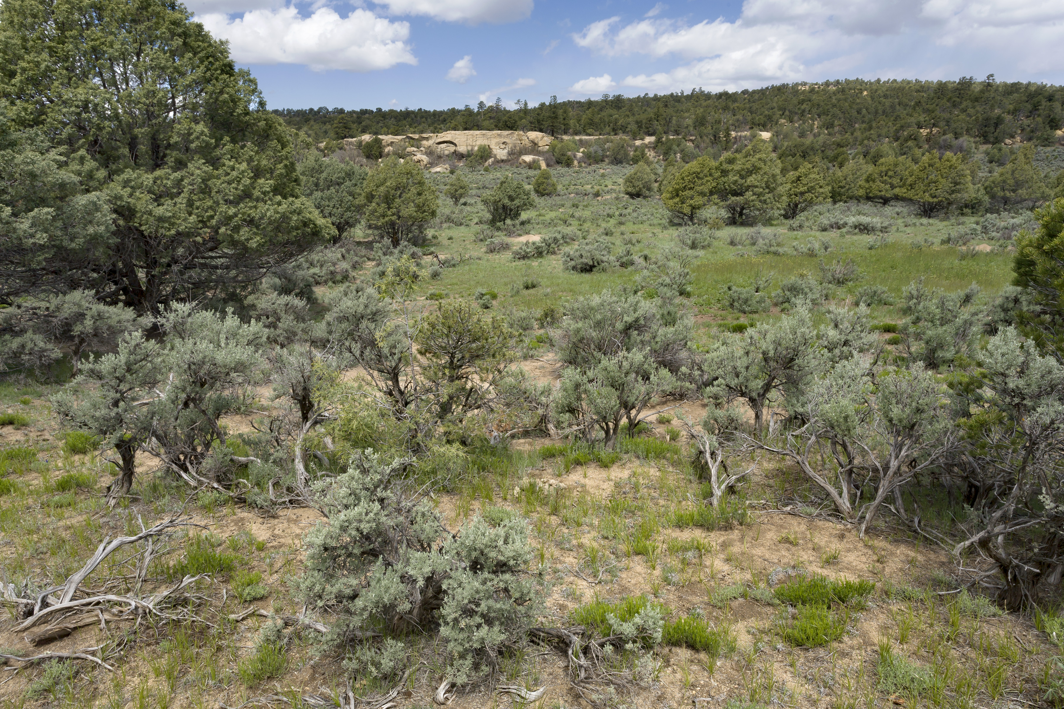 Example brushland habitat showing sagebrushes in situ with grasses and some trees