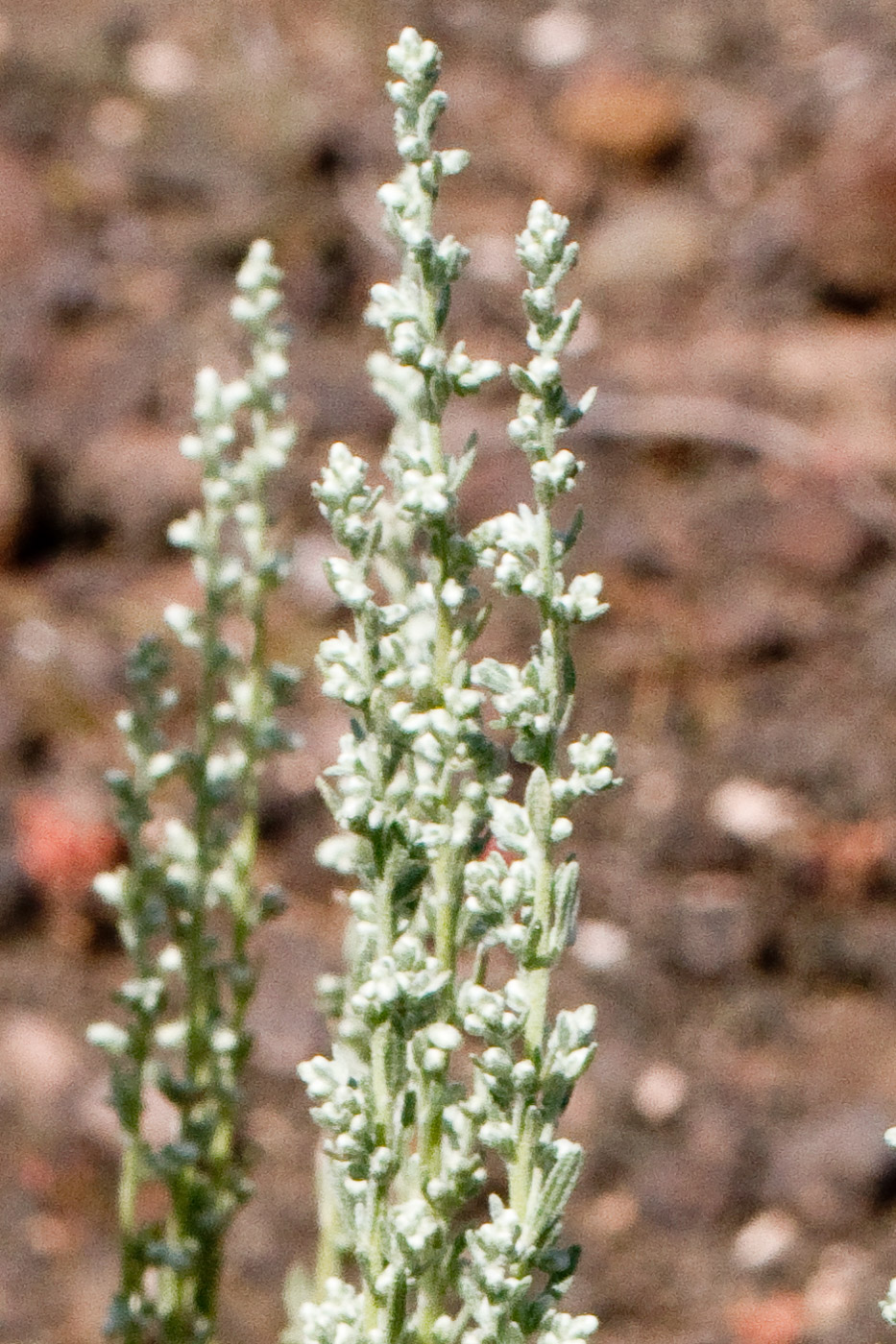 Tiny white flowers along stems