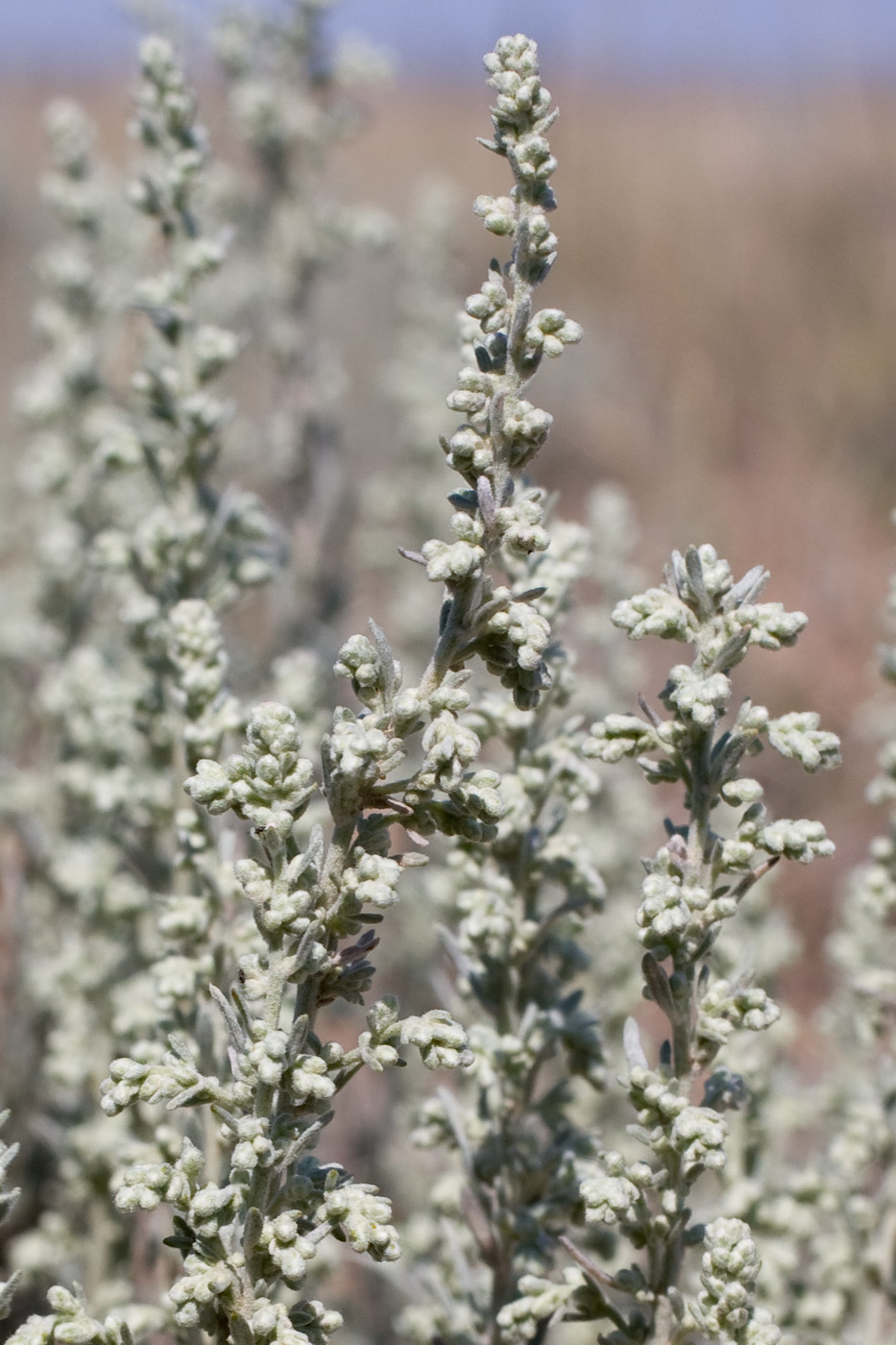 Tiny white flowers along stems