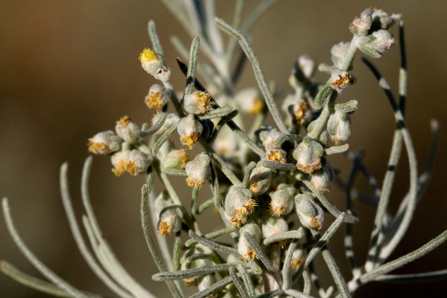 Small yellow blossoms and dusky green linear leaves