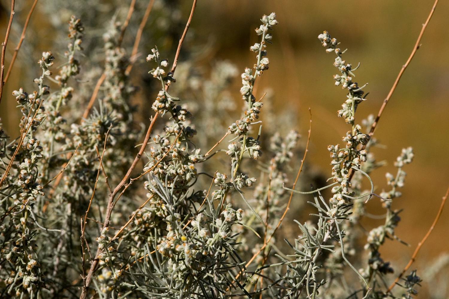 Woody twigs and some new growth with flowers