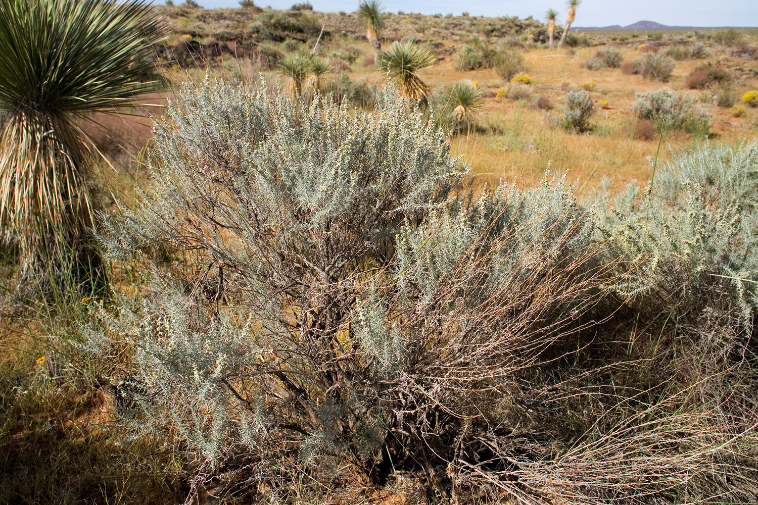 Growth habit showing density of branches and the greater woodiness in the lower part of the plant